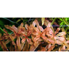 Ludwigia Inclinata